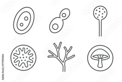 Line Style Mycology Icons. Line style icons of microbiology: yeast cell, budding yeast icon, fungal spore, hyphae structure, mold