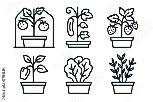 Greenhouse Plant Icons. Line style icons of greenhouse plants: potted tomato, cucumber vine, strawberry bush, pepper plant,