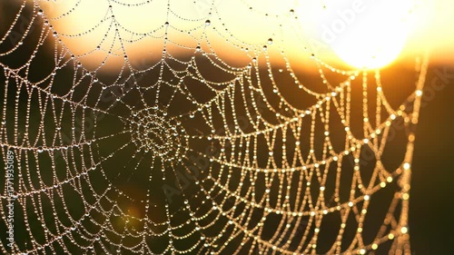 A delicate spider web glistens with morning dew, back lit by the sun's warm glow