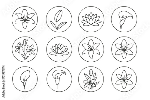 Line Style Lilies. Line style icons of lilies in round shape: blooming lily, closed lily bud, water lily, calla lily; lily with