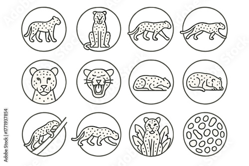 Leopard Line Art Icons. Line style icons of leopards in round shape: standing leopard, sitting leopard, walking leopard, running