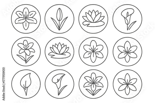 Line Style Lilies. Line style icons of lilies in round shape: blooming lily, closed lily bud, water lily, calla lily; lily with