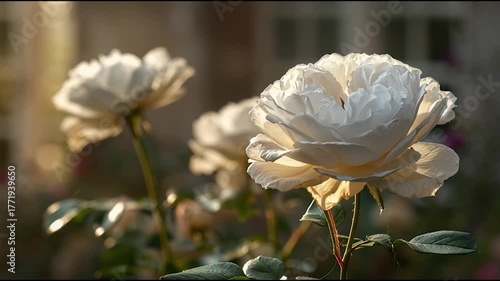 A close-up of white roses in a garden, beautifully lit with soft natural light, highlighting their delicate petals and lush green leaves.