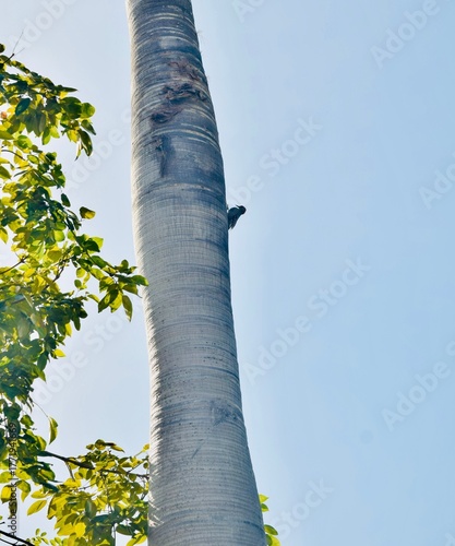 Woodpecker on Tree Trunk Against Clear Blue Sky. A vertical shot of a woodpecker perched on a smooth tree trunk, captured mid-action as it inspects or pecks the bark.