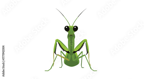 A vibrant green praying mantis is depicted in a front facing view against a plain white background.