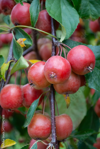 a large harvest of paradise apples on the tree