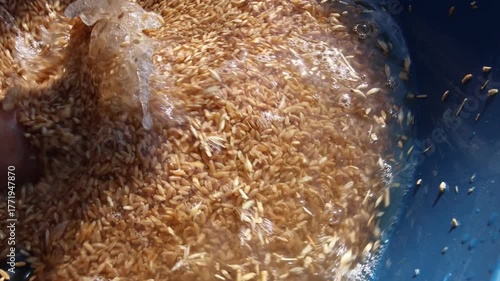 Washing Wheat