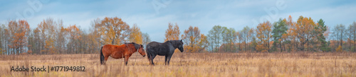 a horse in a field in late autumn