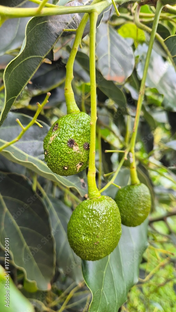Fototapeta premium Close-up shot of green avocados growing on a tree branch, surrounded by large leaves. Perfect for agriculture, healthy food, or tropical fruit themes.