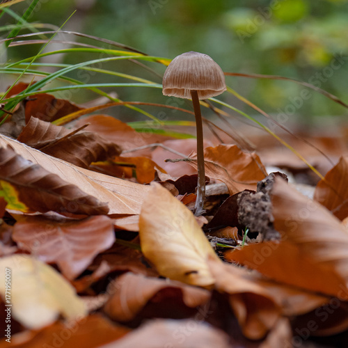 Champignons en forêt à l'automne.