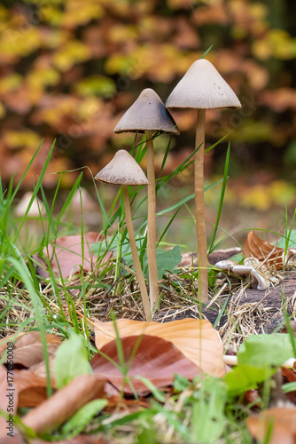 Champignons en forêt à l'automne.
