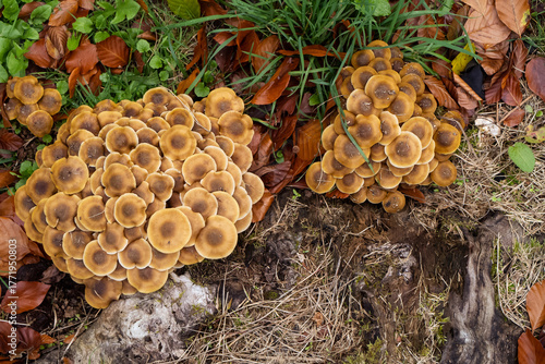 Champignons en forêt à l'automne.
