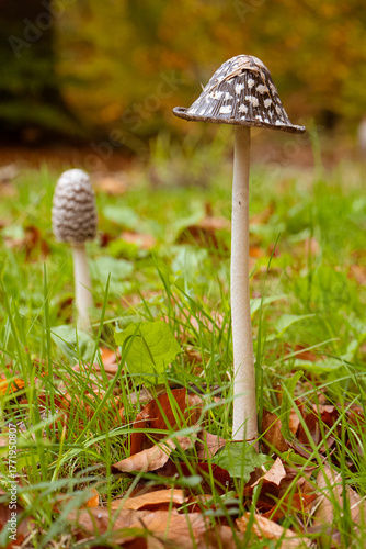 Champignons en forêt à l'automne.