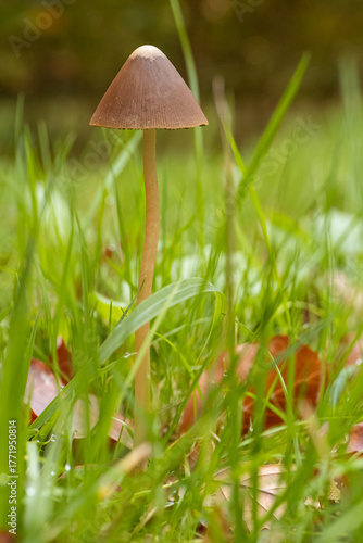 Champignons en forêt à l'automne.