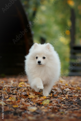 white pomeranian small dog puppy