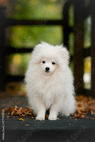 white pomeranian small dog puppy