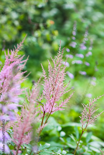 Pink Astilbe plant in a garden. Beautiful decorative garden flowers.