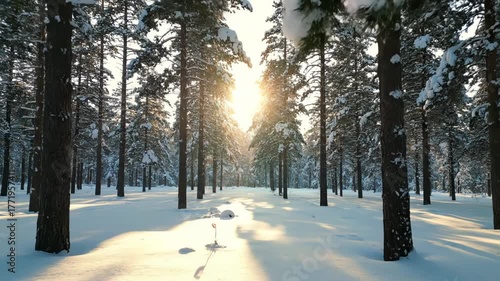 A snow-covered forest with sunlight filtering through the trees, casting long shadows