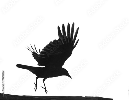 black crow on a white background