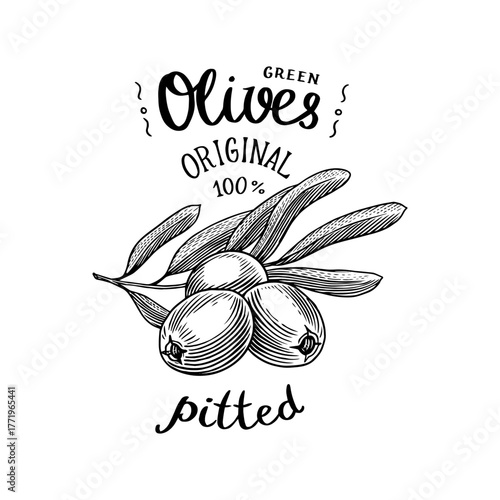 Olive oil and branch of trees logo. Organic vegetarian product in bottle. Green plant badge emblem patch sticker. Engraved hand drawn in old vintage sketch. Vector illustration.