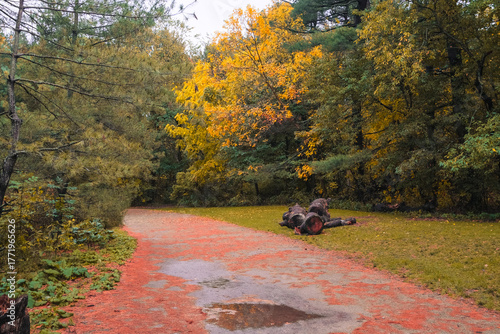 A quiet forest trail blanketed with orange needles and framed by golden leaves — the calm beauty of early autumn after rain.