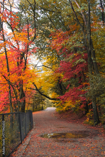 A peaceful forest path surrounded by vivid fall colors — red, orange, and yellow leaves creating a stunning natural canopy after the rain.