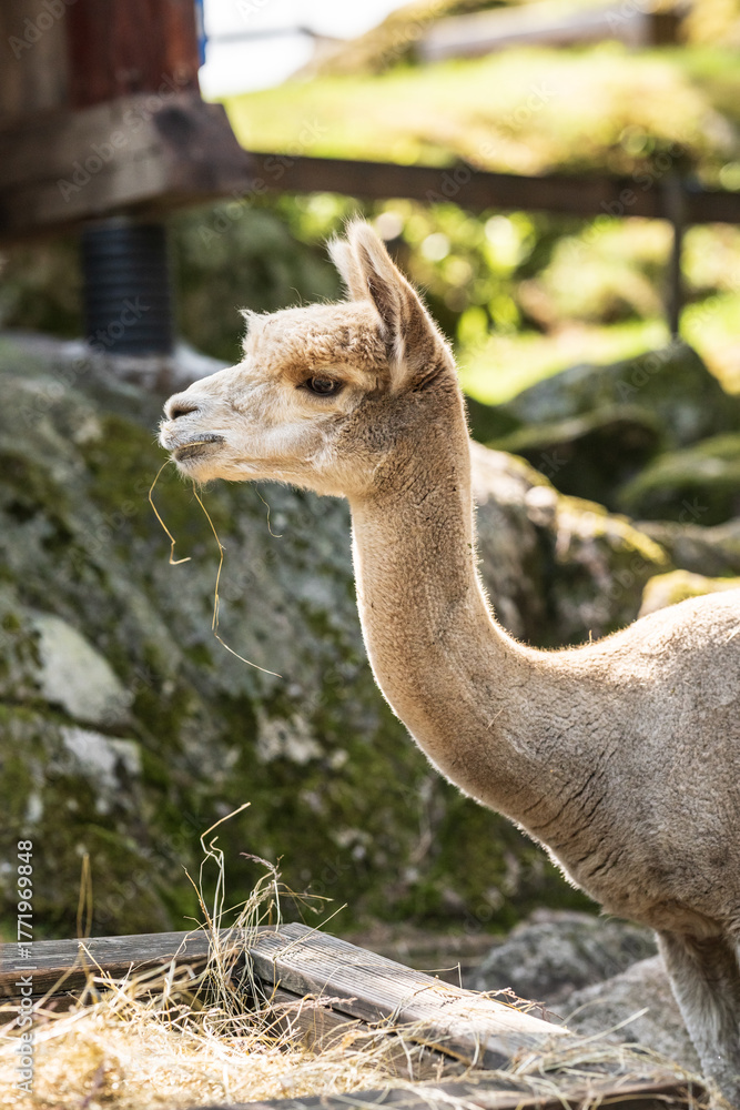 Obraz premium Brown alpaca staring attentively in shaded enclosure.