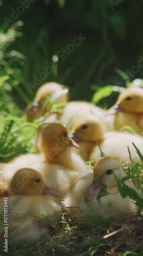 Agriculture, duck farming. Charming family of ducks is relishing a beautiful and sunny day in the picturesque countryside, happily delighting in the warm weather 