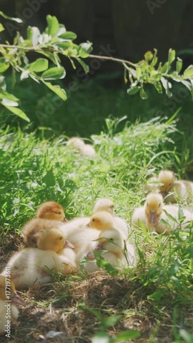 Agriculture, duck farming. Delightful family of Muscovy ducks is having an enjoyable time basking in the warm rays of the sun while outdoors in a beautiful and serene countryside setting