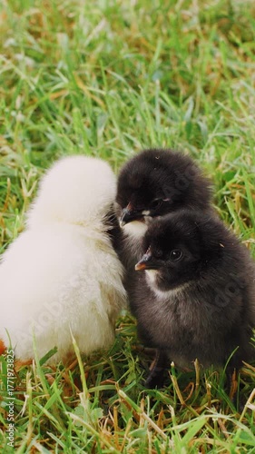 Chicken chicks are lost, sitting in the grass huddled together and plaintively calling mother hen. Symbol of new life, defenseless cute chickens in the grass. Growing farm laying hens on a ranch.