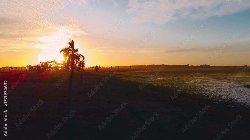 toma aérea del sol del atardecer detrás de una palmera en las llanuras de los palmares de Uruguay
