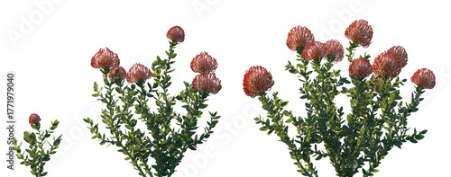 Tableau sur toile Set of Leucospermum cordifolium (common name is ornamental pincushion) flowering