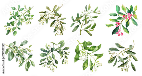 Watercolor mistletoe and holly branches