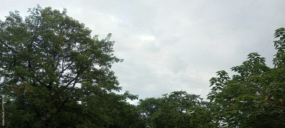 Fototapeta premium trees and clouds