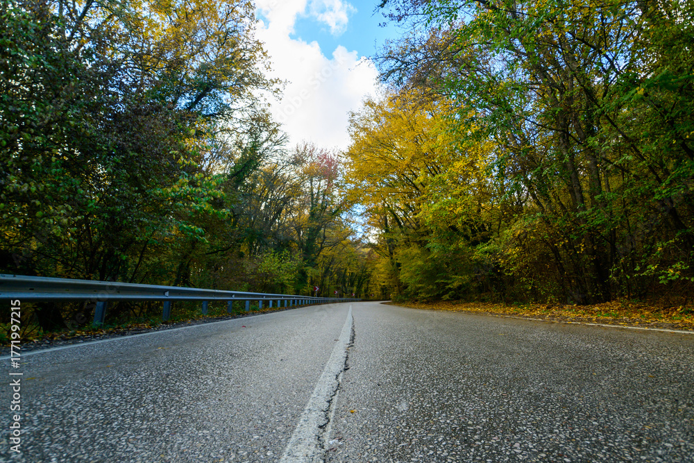 Fototapeta premium road in the forest