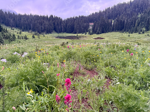 Spectacular view of mountains and lake in Mount Rainier National Park.USA, Washington.USA, Washington july 21 2025.