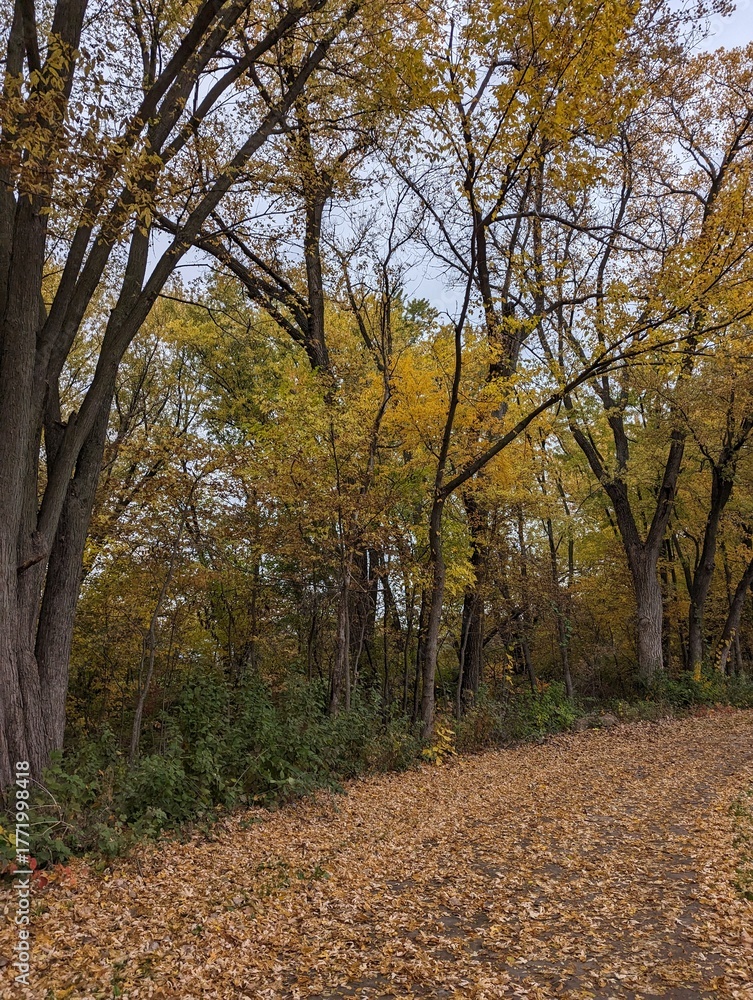 Fototapeta premium A path covered in leaves on a gloomy fall days beacons you to hike into the woods to see the fall leaf colors and explore the world outside. 