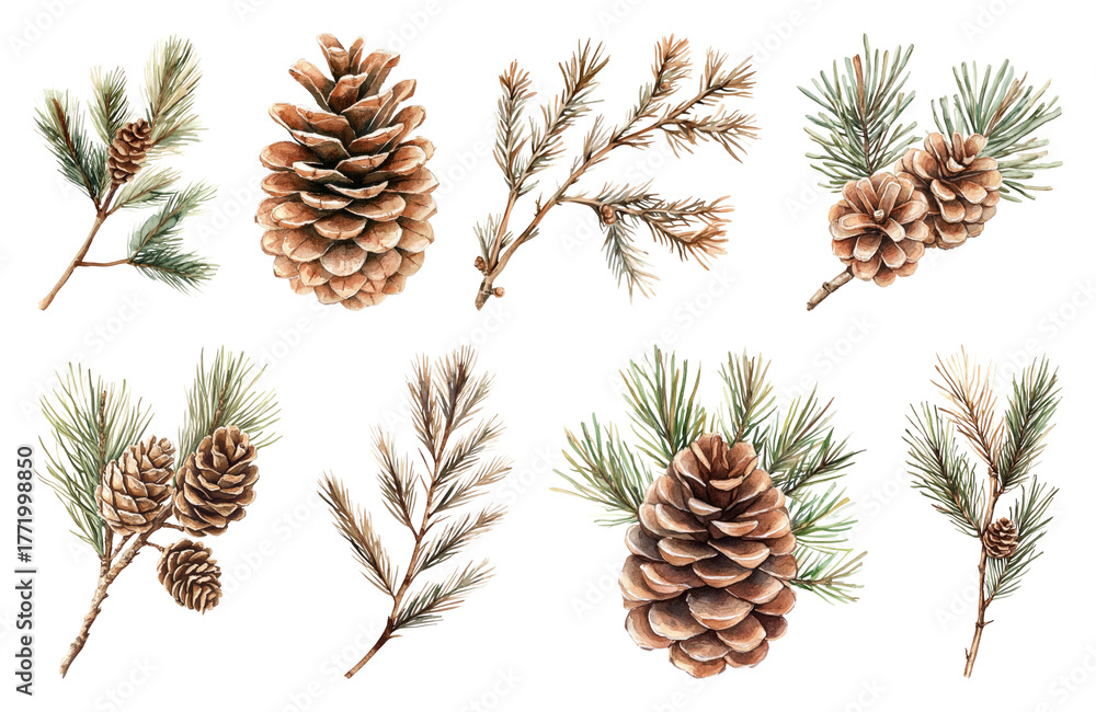 Fototapeta premium PNG Pine cones and branches illustration, element set on transparent background