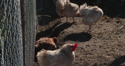 White and brown domestic chickens wander and peck in a pen in a farmyard next to a chain-link fence. The chickens are raised in a natural, free-range environment.