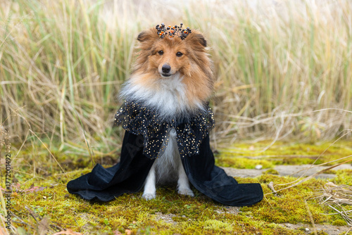 Adorable Shetland Sheepdog in a black royal costume with gold stars and a festive crown, sitting outdoors on moss with autumn grass background. Elegant Halloween or fantasy-themed portrait.