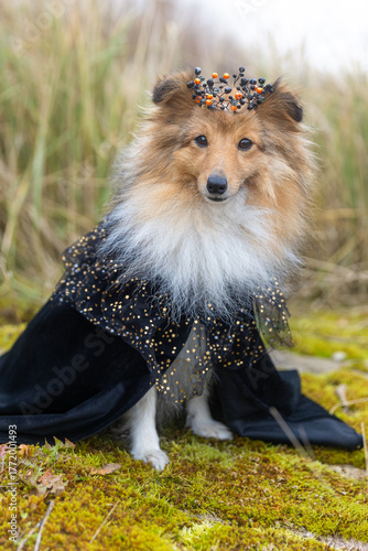 Adorable Shetland Sheepdog in a black royal costume with gold stars and a festive crown, sitting outdoors on moss with autumn grass background. Elegant Halloween or fantasy-themed portrait.