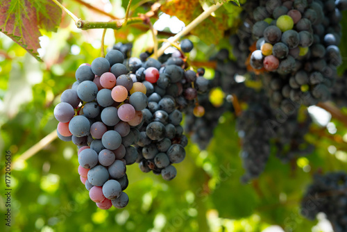 Close-up of bunches of grapes on the vine showing a mixture of purple and pink colors, indicating the ripening process (veraison). Bright green and sunny foliage in the background.