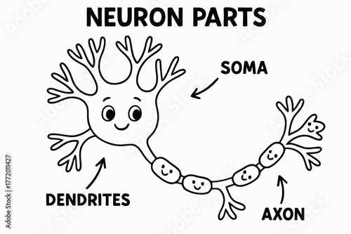 Fun Neuron Diagram. Neuron parts children?s coloring book illustration, outlined drawing, labeled diagram showing soma, dendrites, and axon with smiling faces
