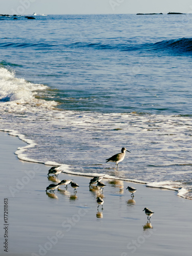 A group of sanderling and a willet shorebirds grazing on sandy beach as waves wash up on a sunny California day