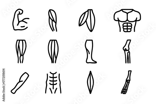 Muscle Anatomy Icons. Muscle anatomy study. Line icon set of muscle anatomy study: biceps, triceps, deltoid, pectoral, quadriceps, hamstring, calf muscle,