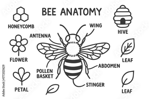 Bee Anatomy Doodle. Bee anatomy. Hand-drawn doodle illustration bee body, wings, antenna, legs, eyes, stinger, thorax, abdomen, honeycomb, flower, pollen