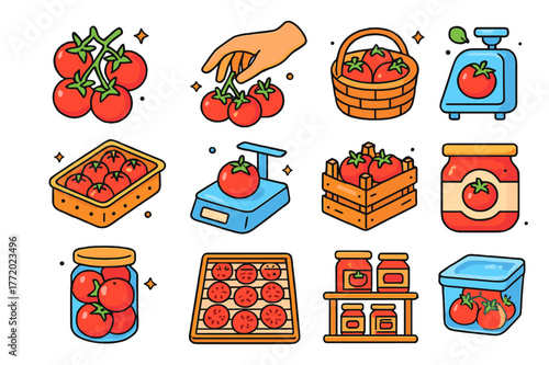 Tomato Harvest Icons. Tomato harvesting and storage. Colorful isometric vector icons set of Tomato harvesting and storage: ripe fruit cluster, hand-picking