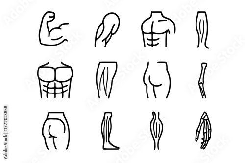 Fitness Anatomy Icons. Fitness anatomy. Line icon set of fitness anatomy: biceps, triceps, deltoid, pectoral, quadriceps, hamstring, calf muscle, gluteus,