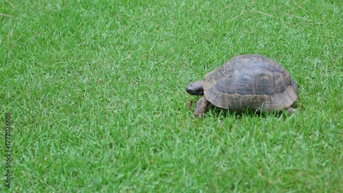 A turtle is moving slowly across the vibrant lush green grass, showcasing the beauty and tranquility of nature