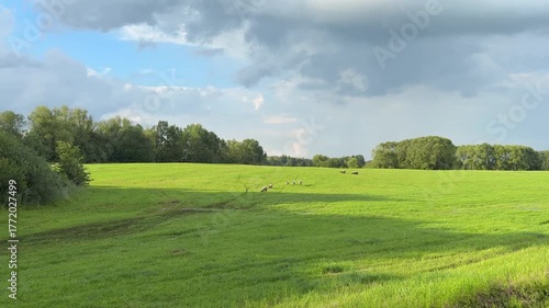 Green meadow with herd of sheep under dramatic cloudy sky. Natural rural view with moving flock and wide open landscape.